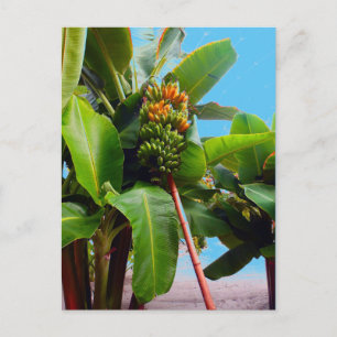 More Bananas Postcard