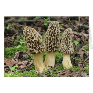 More Morels