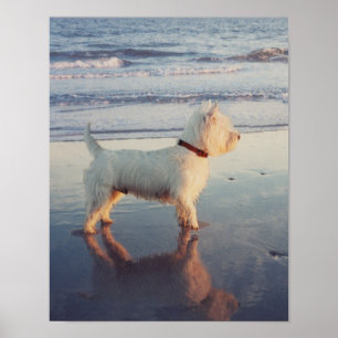More Please! Westie Ball Poster