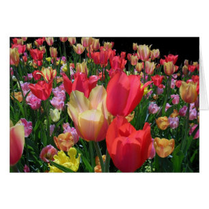 More Tulips