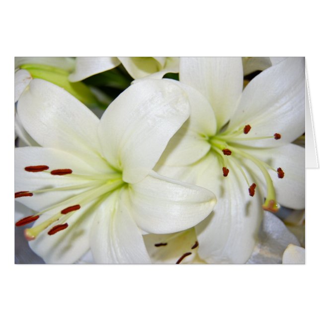 More White Lilies (Front Horizontal)