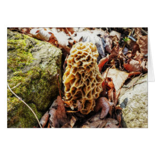 Morel Mushroom in the Wild