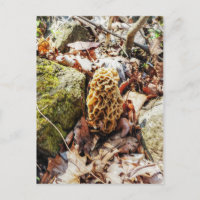 Morel Mushroom in the Wild