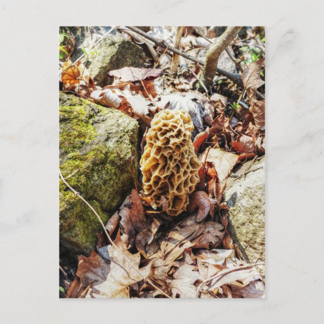 Morel Mushroom in the Wild Postcard (Front)