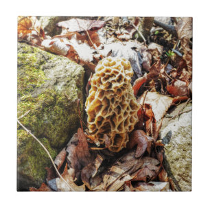 Morel Mushroom in the Wild Tile