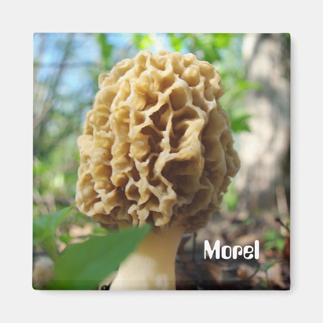 Morel Mushroom Magnet (Front)