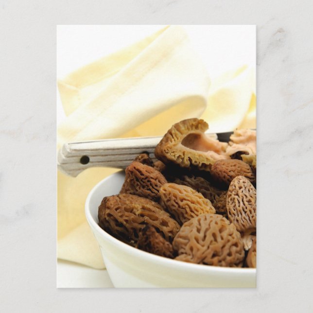 Morel Mushroom Postcard (Front)