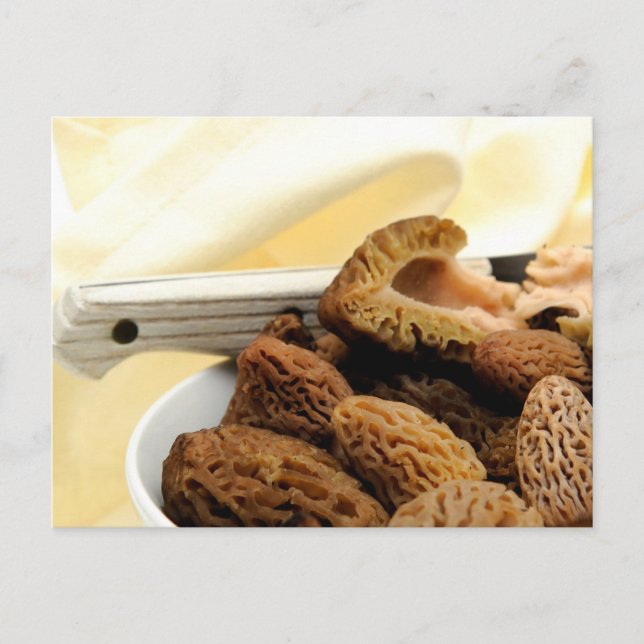 Morel Mushroom Postcard (Front)