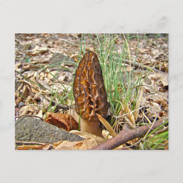 Morel Mushroom Postcard (Front)