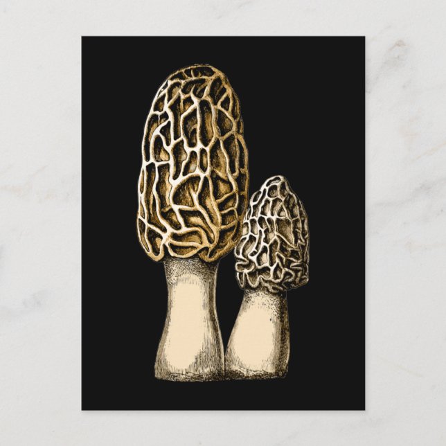 Morel Mushroom Vintage Botanical Illustration Postcard (Front)