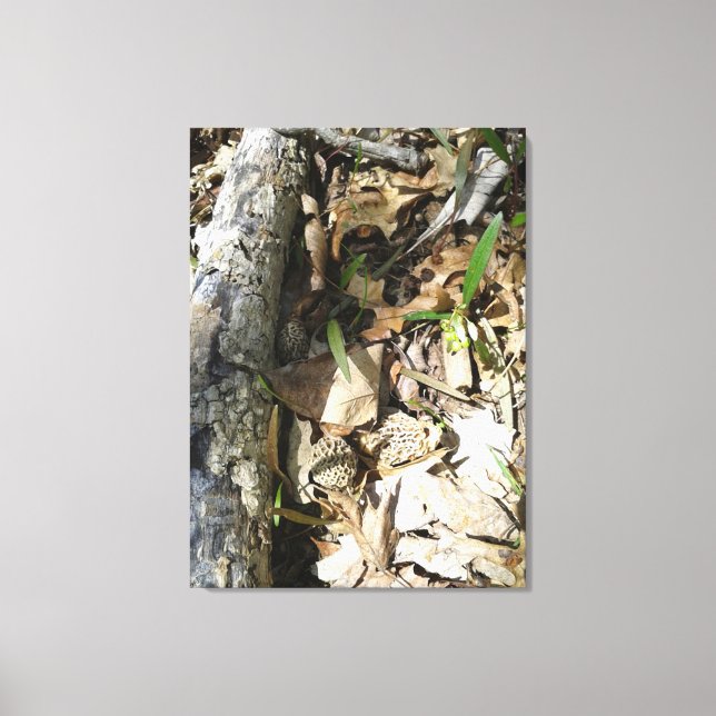 Morel Patch on canvas Print (Front)