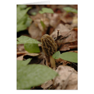Morel Time