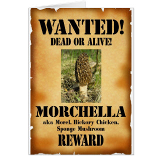 Morel - Wanted Poster