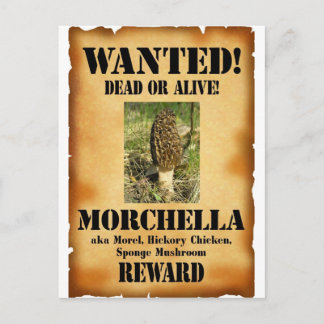 Morel - Wanted Poster Postcard