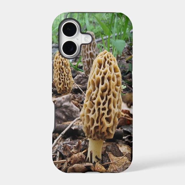 Morels (Back)