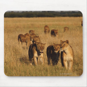 Moremi Wildlife Reserve, Botswana Mouse Pad