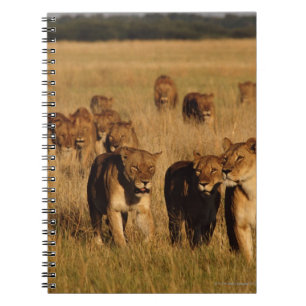 Moremi Wildlife Reserve, Botswana Notebook