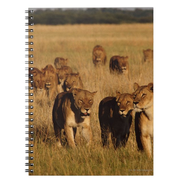 Moremi Wildlife Reserve, Botswana Notebook (Front)