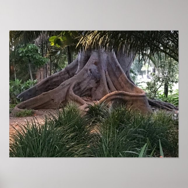 Moreton Bay Fig Tree Poster (Front)