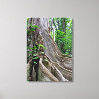 Moreton Bay Fig Tree Roots