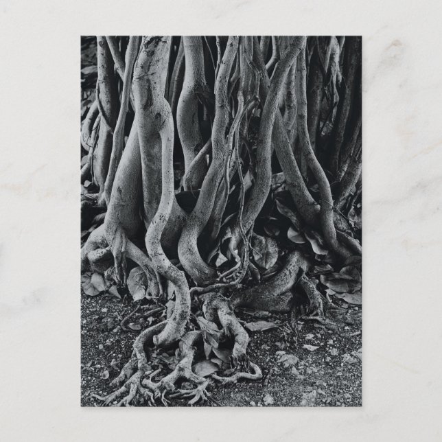 Moreton bay fig tree roots postcard (Front)