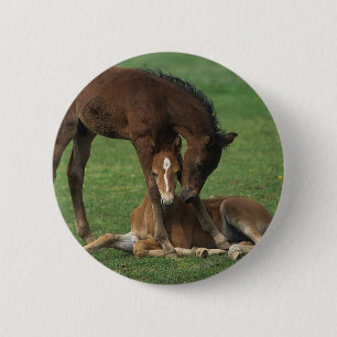 Morgan Foals Playing 6 Cm Round Badge