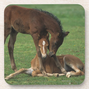 Morgan Foals Playing Coaster