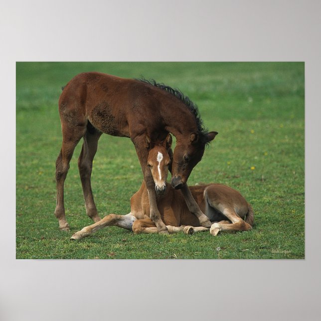 Morgan Foals Playing Poster (Front)