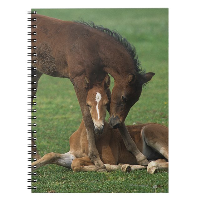 Morgan Foals Playing Spiral Notebook (Front)