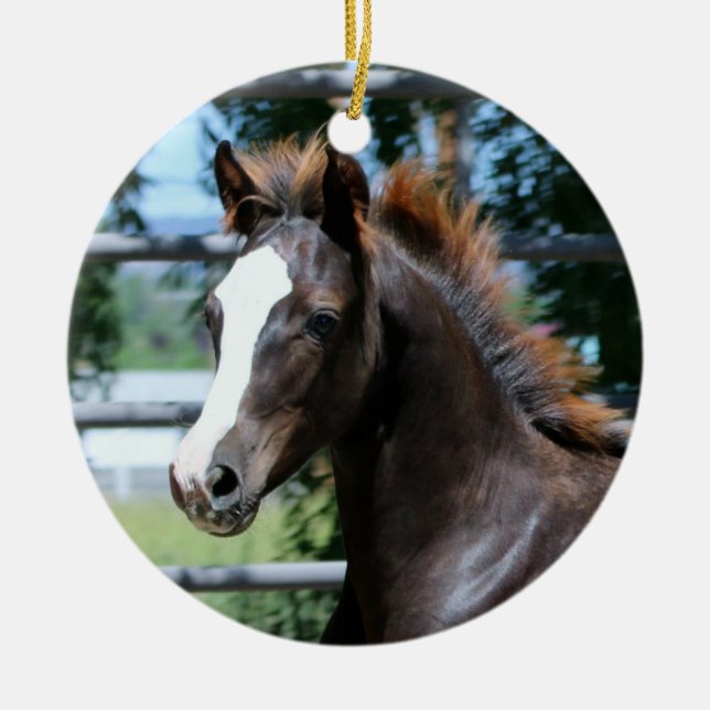 Morgan Horse Baby Ornament (Front)