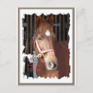 Morgan Horse Happy Postcard