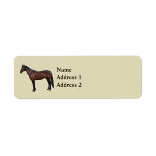 Morgan Horse in Profile