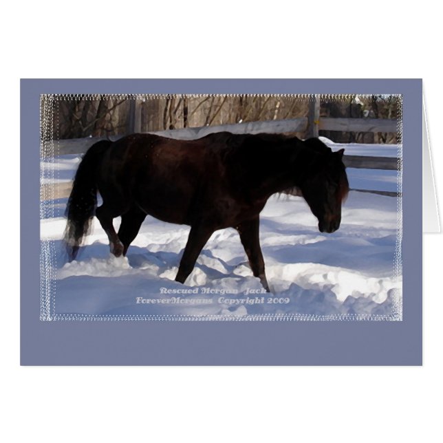 Morgan Horse Winter Wonderland Blank (Front Horizontal)