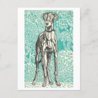 Moriz Jung Greyhound Print Postcard