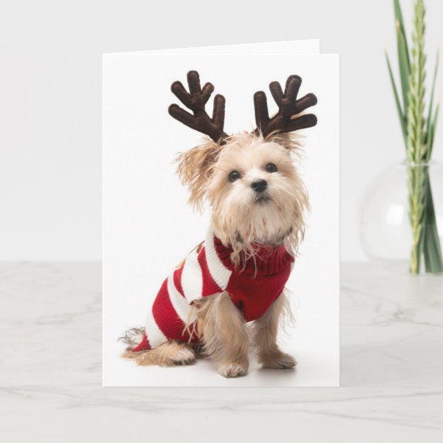 Morkie breed dog with Christmas antlers Holiday Card (Front)