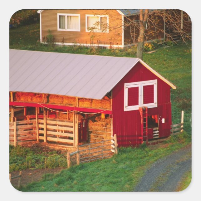Morning chores on the farm. USA, Vermont, Square Sticker (Front)