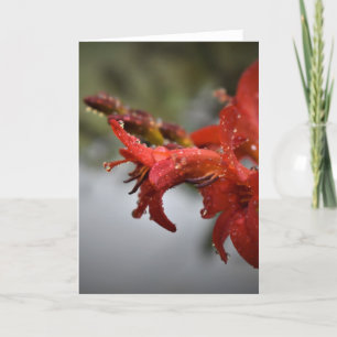 Morning Dew, card