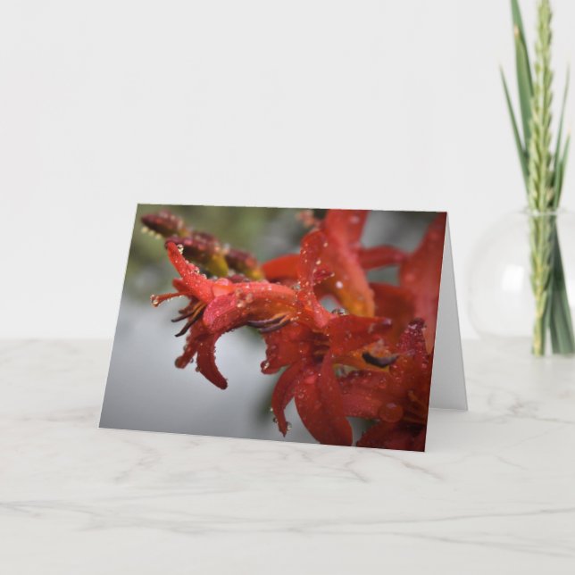 Morning Dew, card (Front)