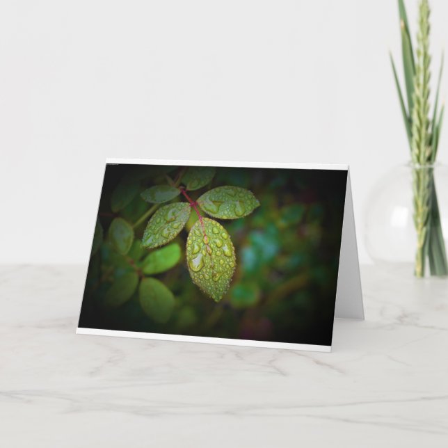 Morning Dew, card (Front)