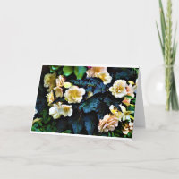 Morning Dew, card