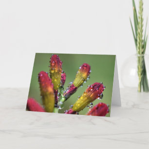 Morning Dew, card