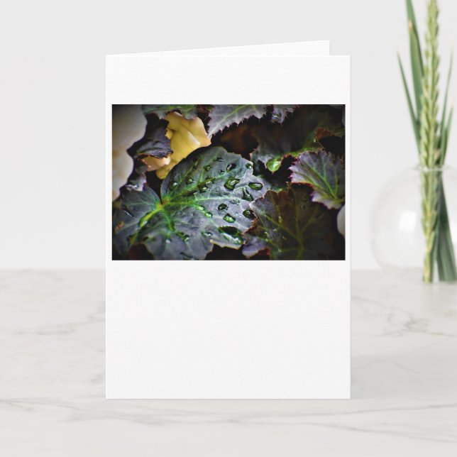 Morning Dew, card (Front)