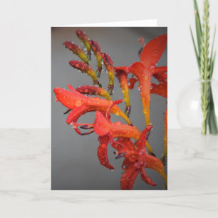 Morning Dew, card