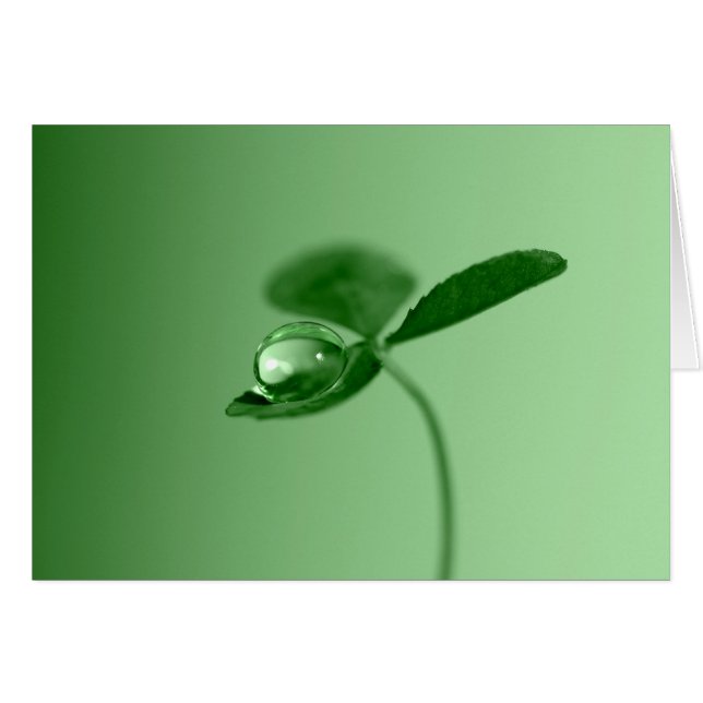 Morning dew drop (Front Horizontal)