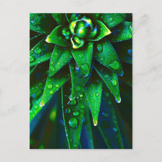 Morning Dew On Plant Postcard