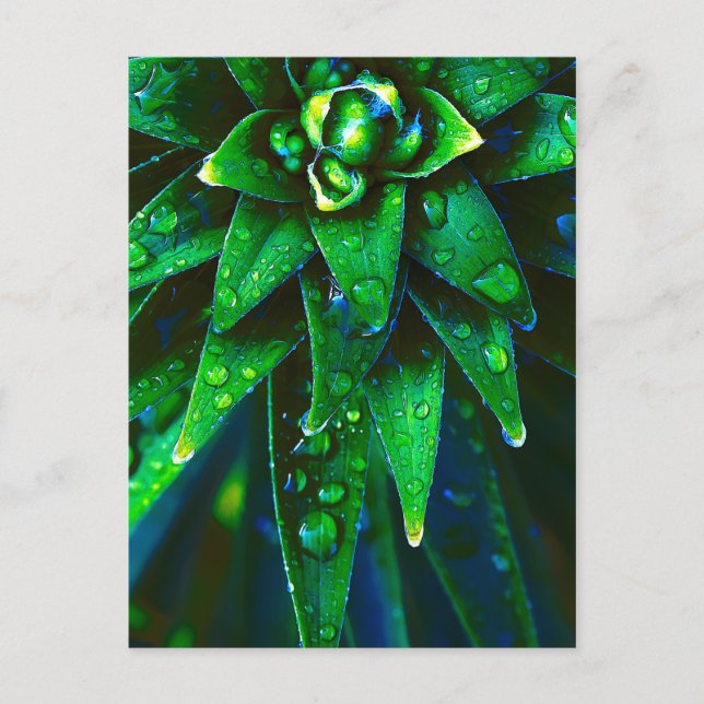 Morning Dew On Plant Postcard (Front)