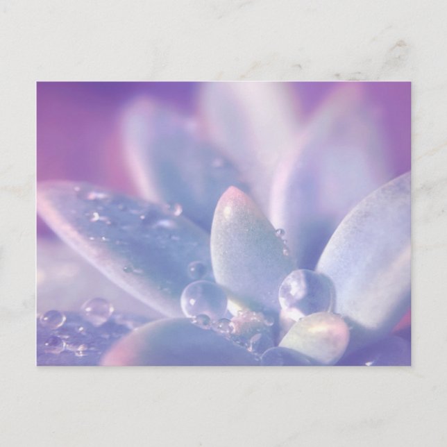 Morning Dew on Succulents Postcard (Front)