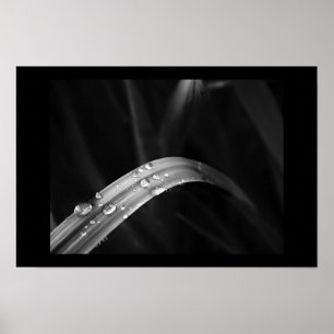 Morning Dew Poster