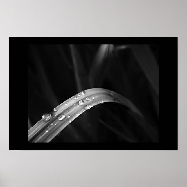 Morning Dew Poster (Front)