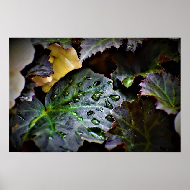 Morning Dew,  Poster (Front)